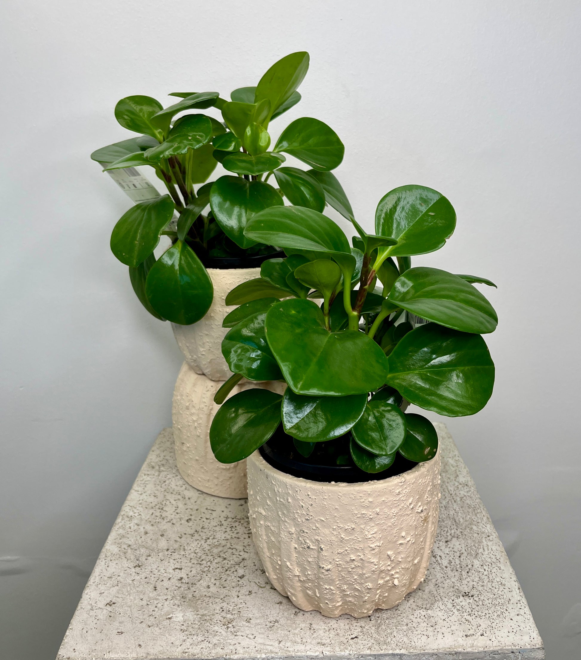Peperomia Plant
