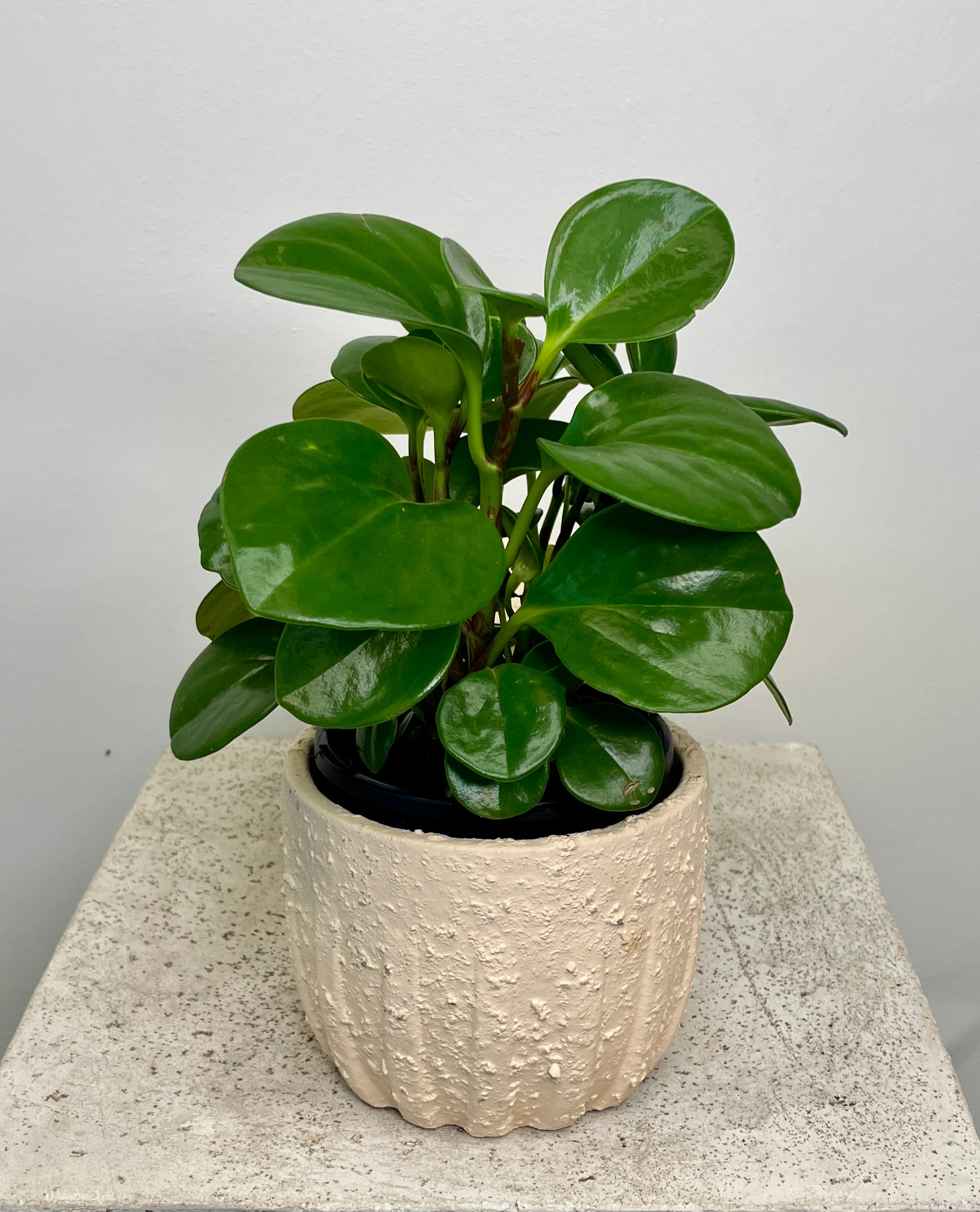 Peperomia Plant