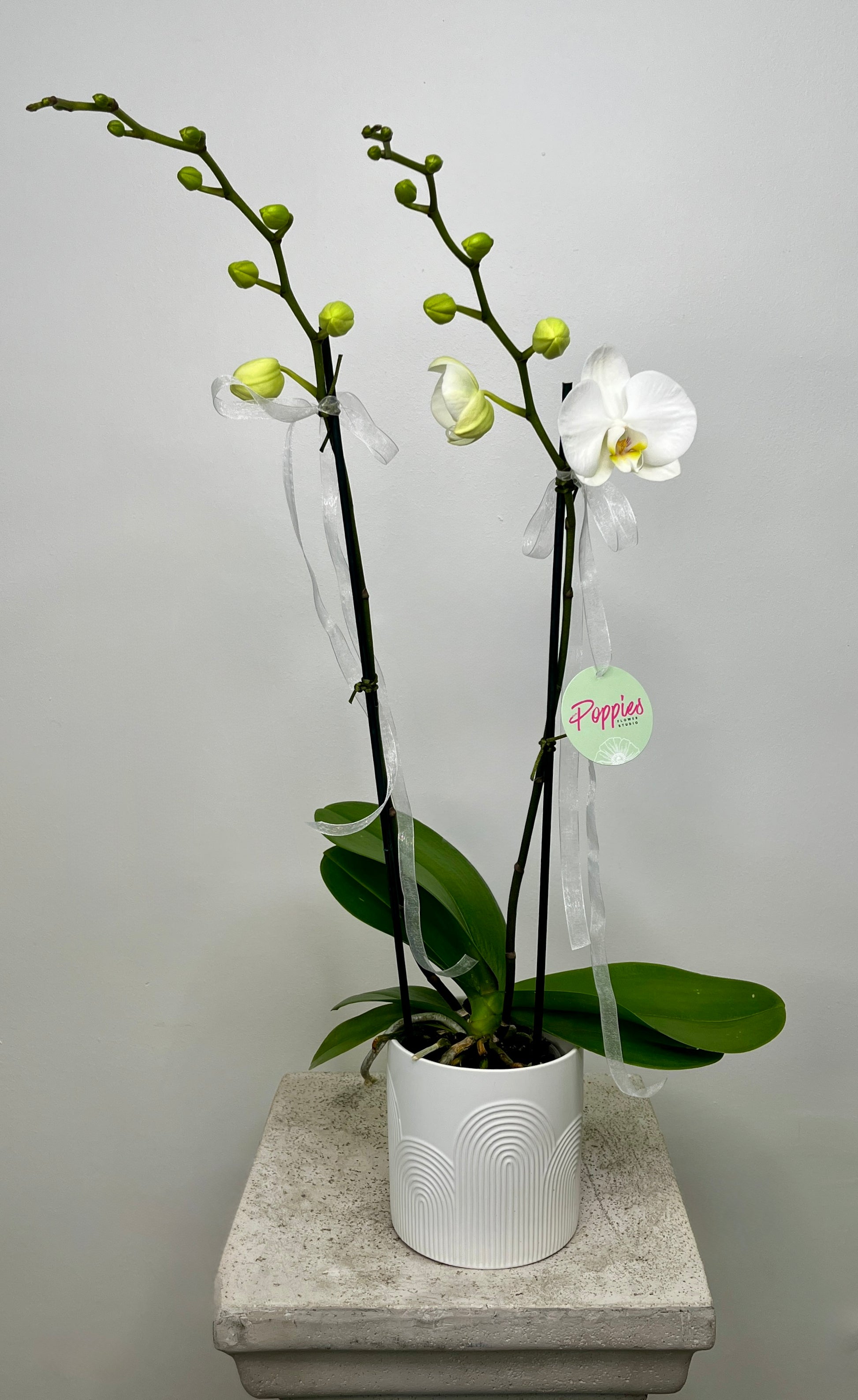 Orchid Plant