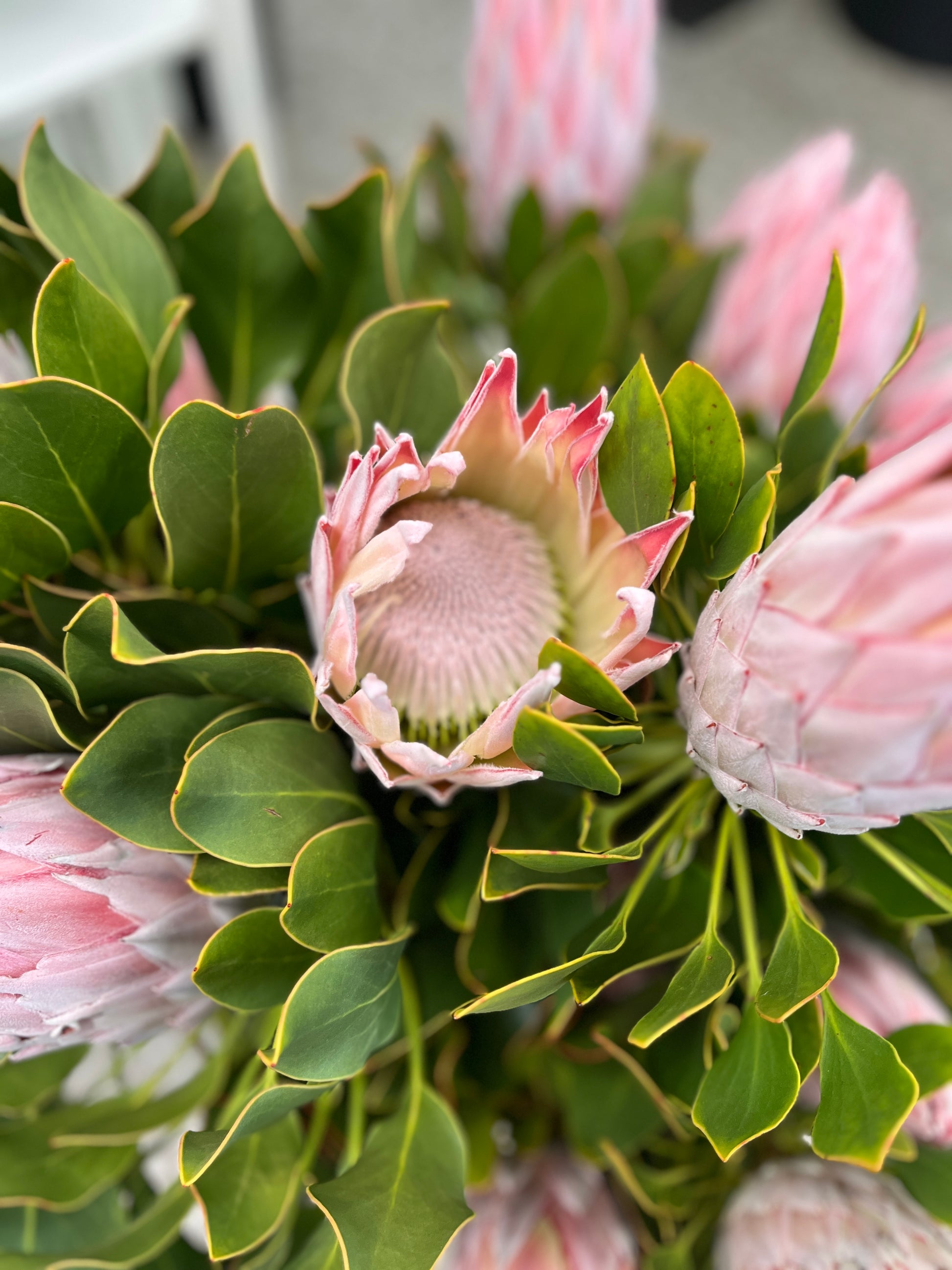 King Protea Special