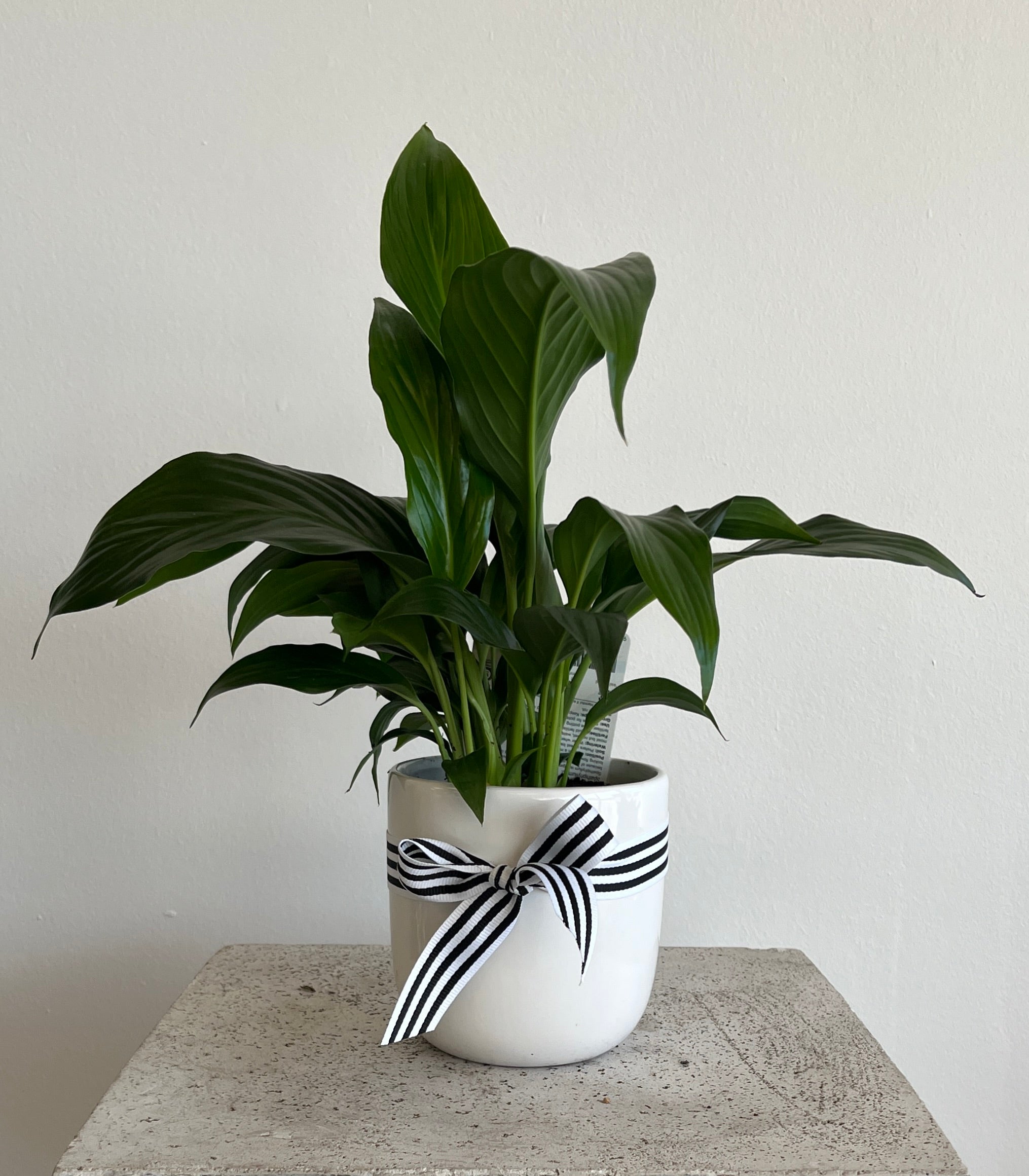Plants