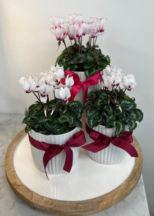 Cyclamen Plant