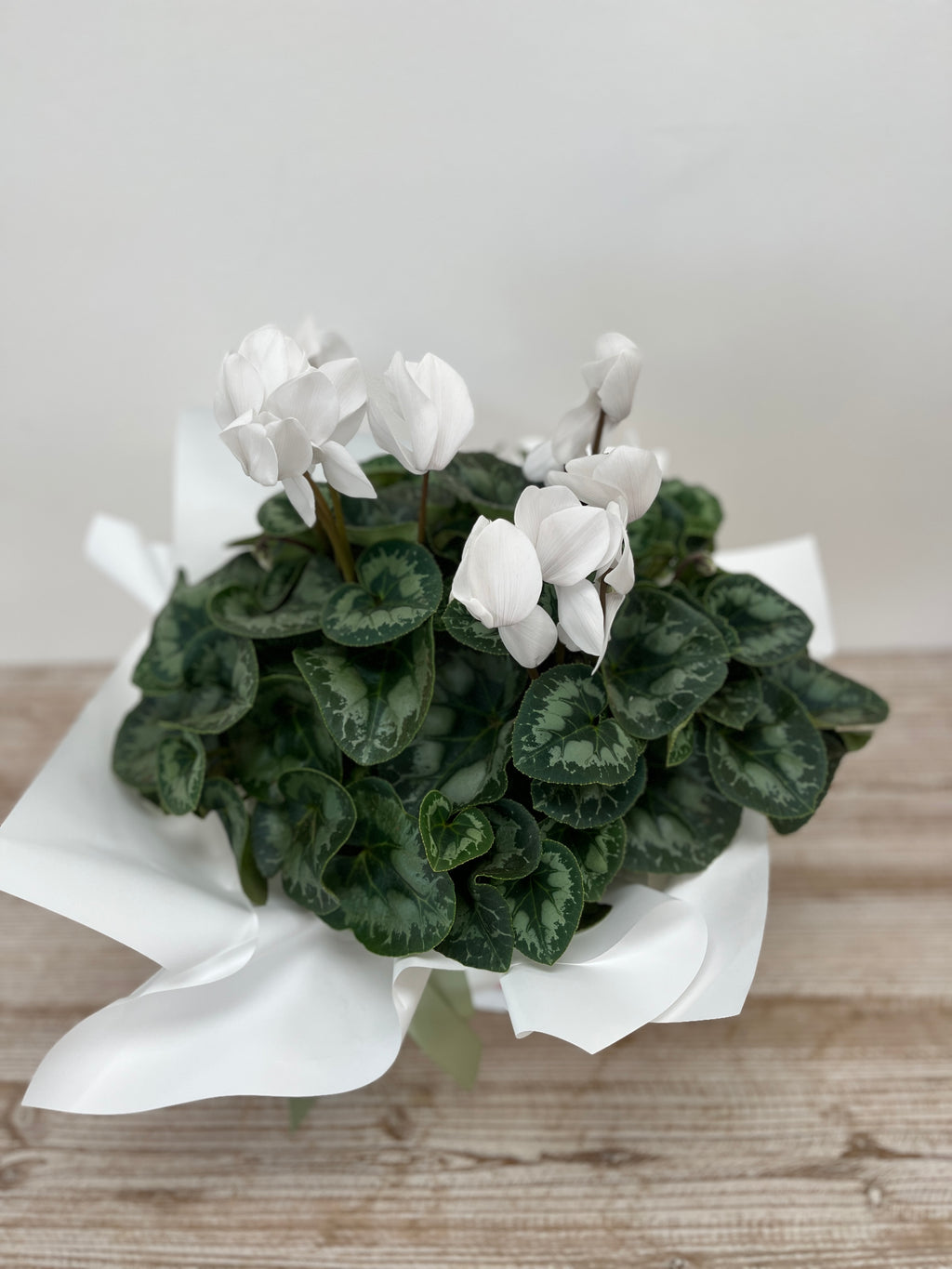 Cyclamen Plant