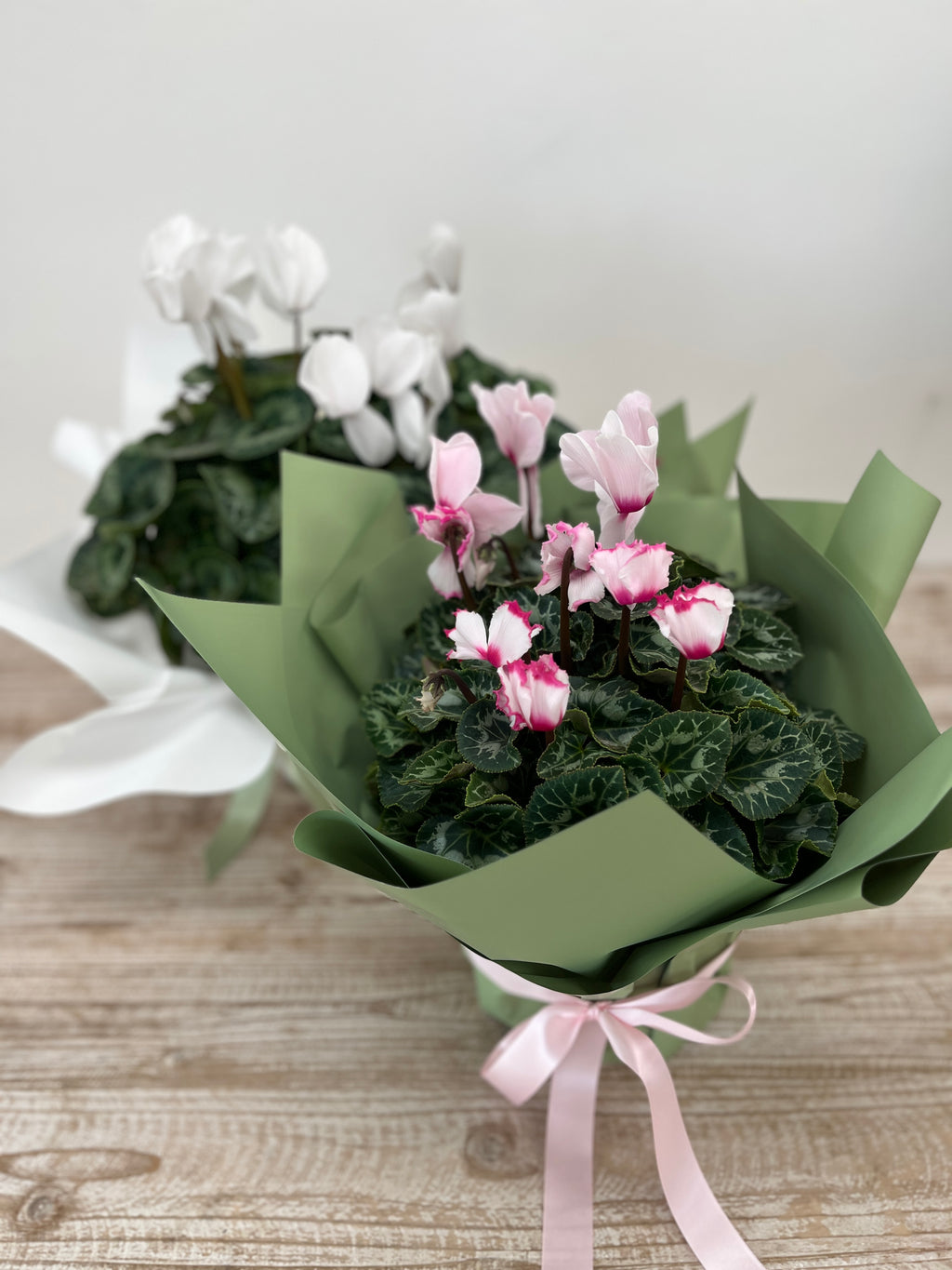 Cyclamen Plant