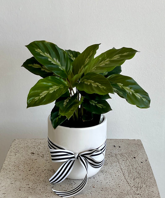 Calathea Plant