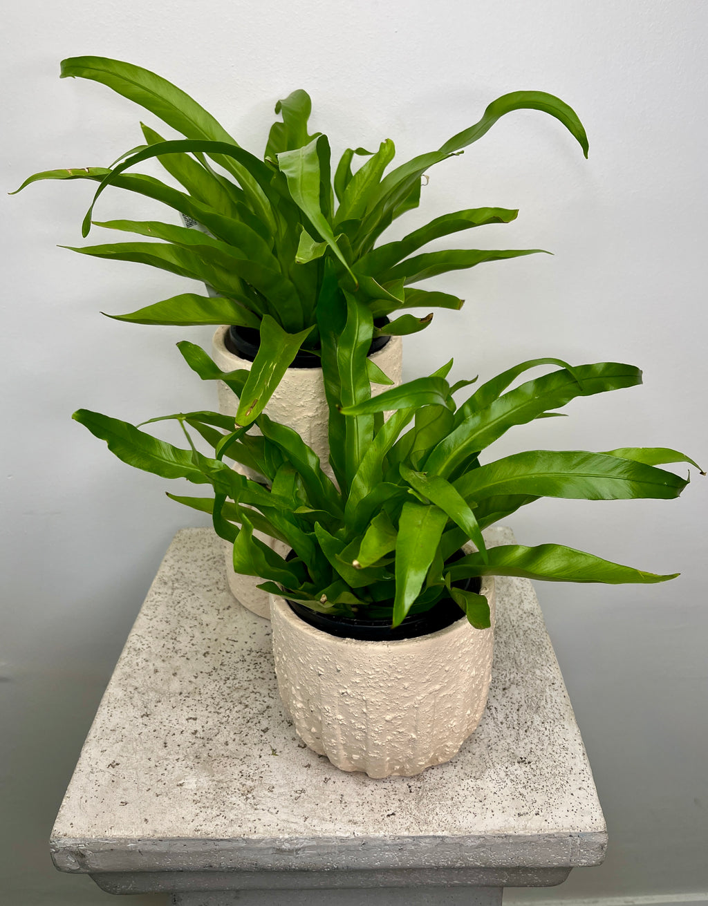 Bird Nest Plant
