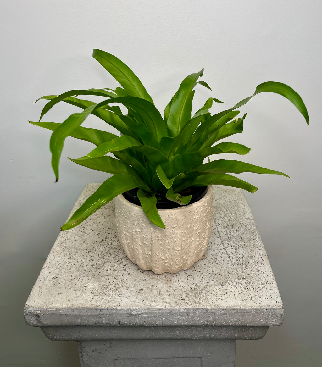 Bird Nest Plant