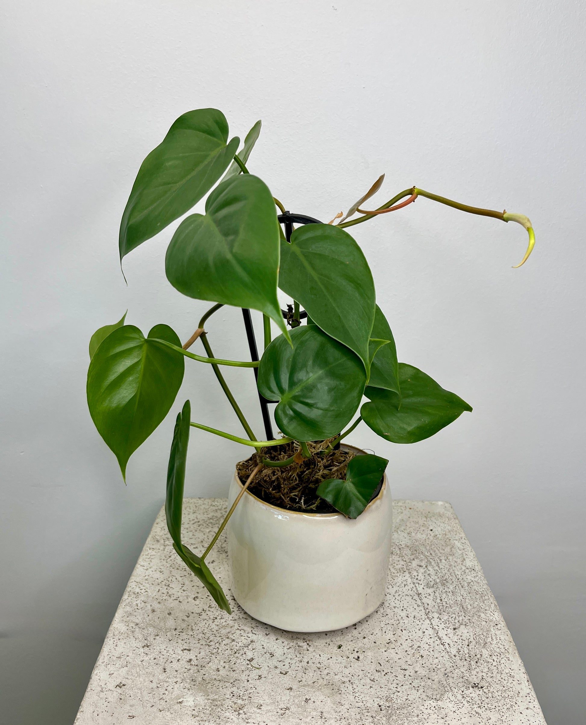 Heart Leaf Philodendron