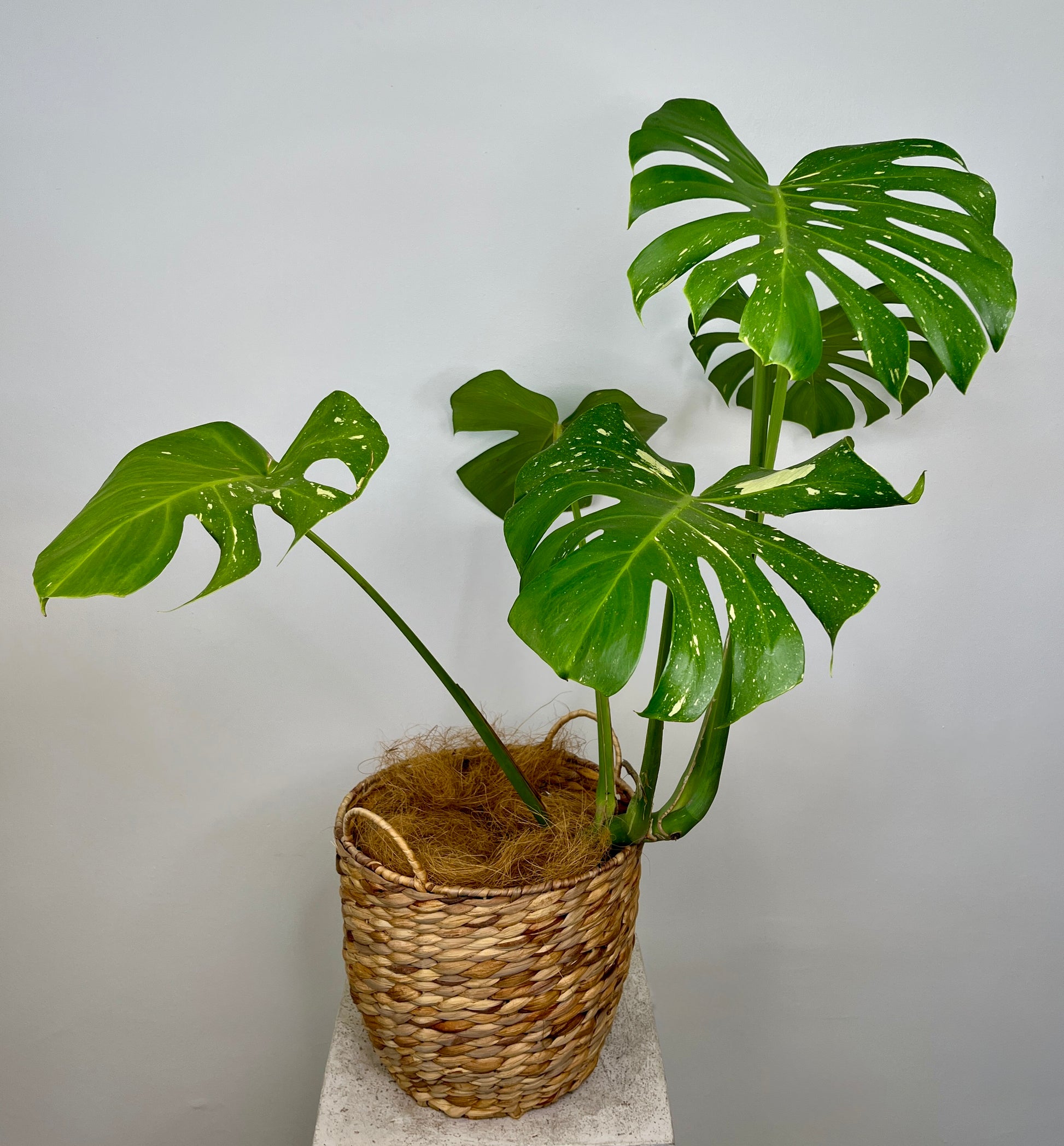 Thai Monstera Plant