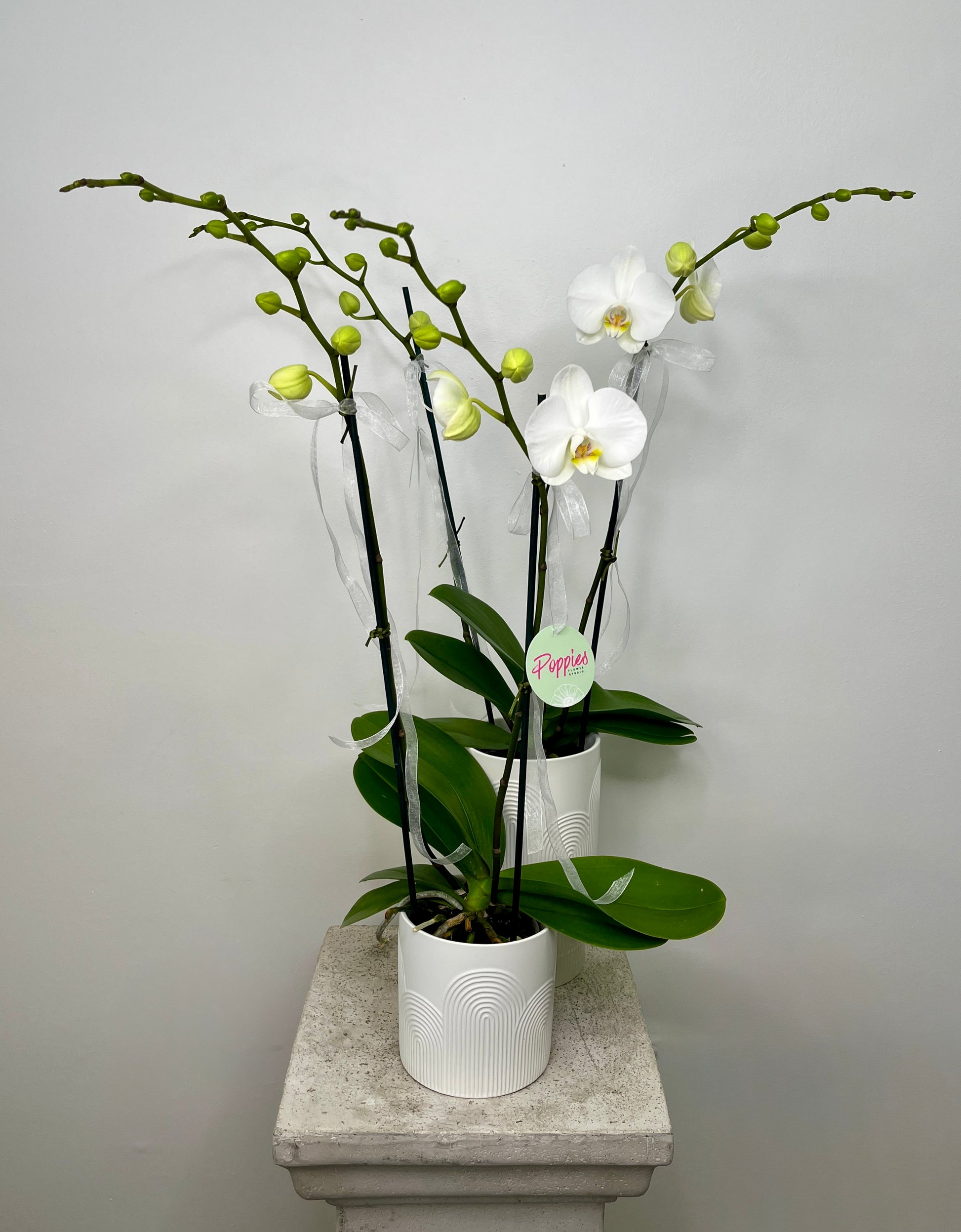 Orchid Plant