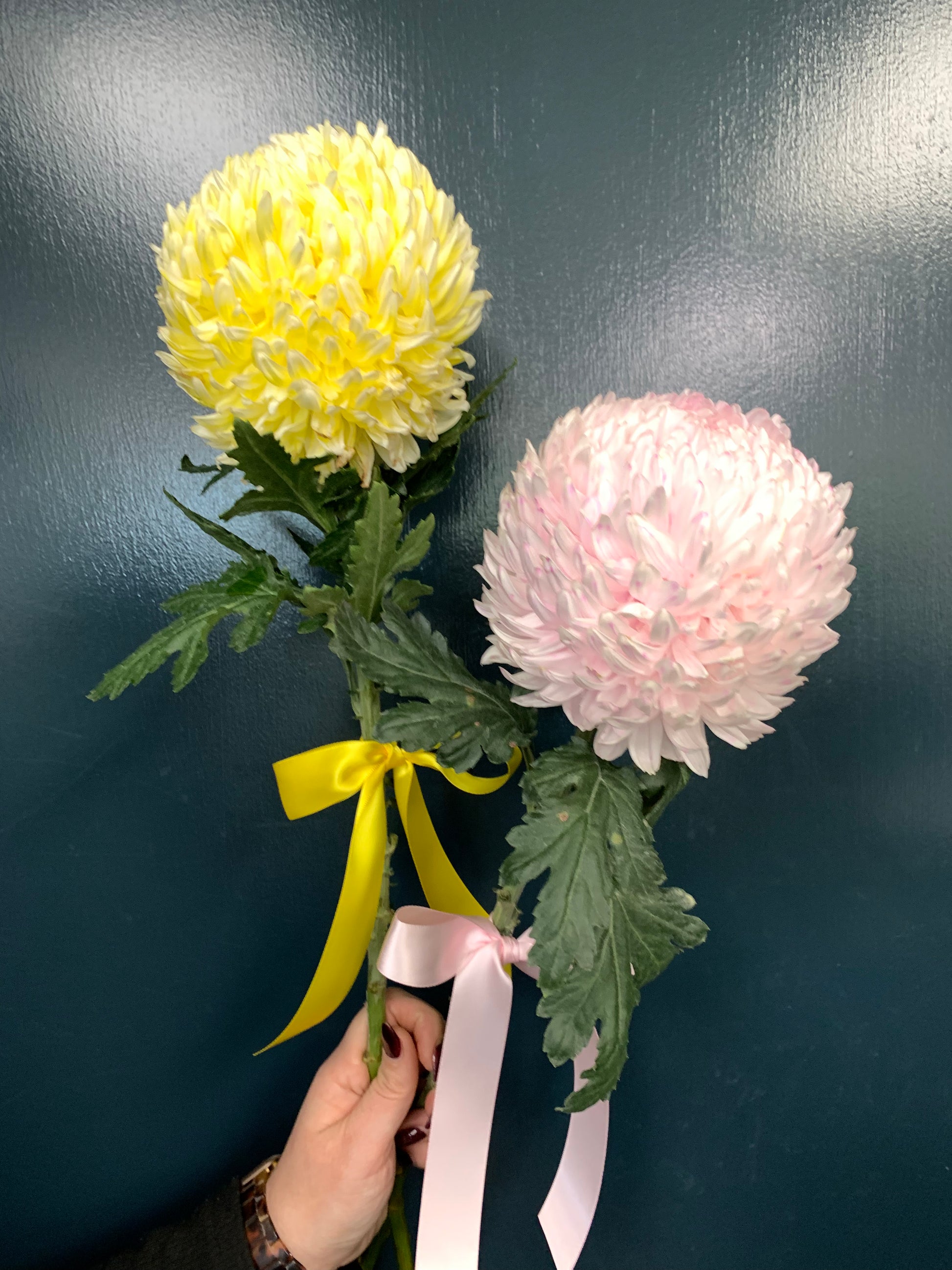 Scotch Graduation: Single Chrysanthemum